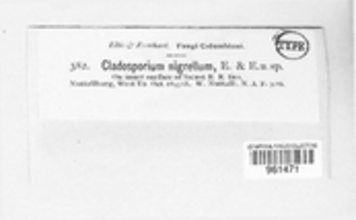 Cladosporium nigrellum image